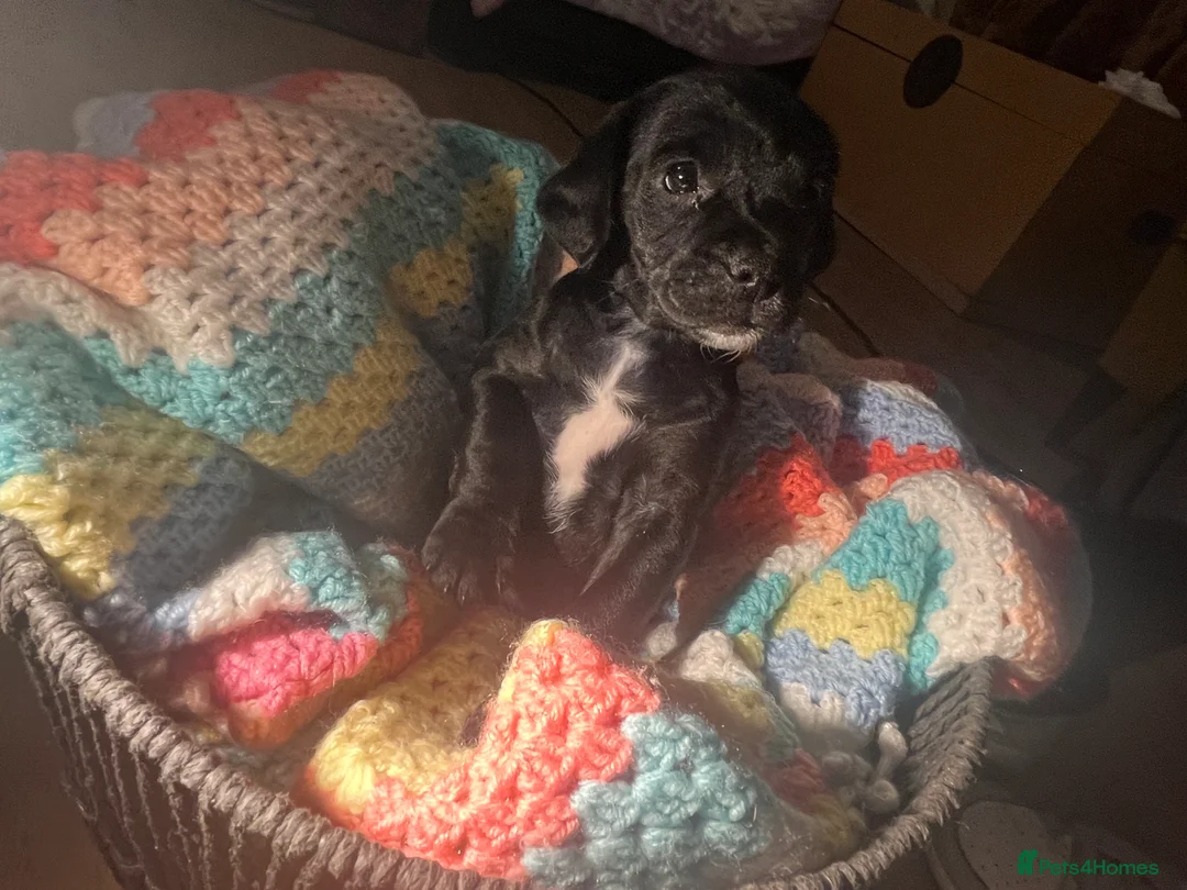 Mixed Breed dogs for sale: F2 cockapoo cross Spaniel cross  - Advert 7