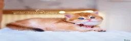 British Shorthair cats for sale: British Shorthairs - Raised with Love and Care ❤️ - Advert 11
