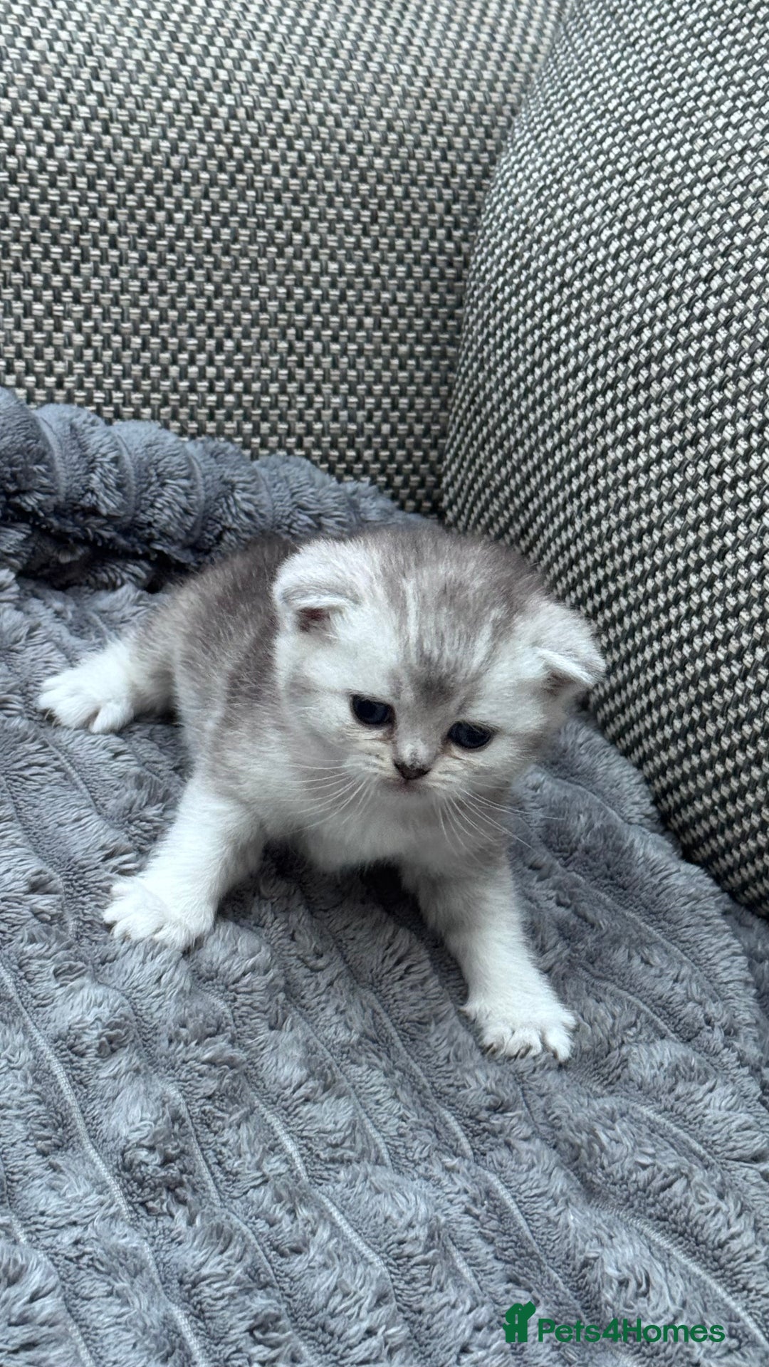 British Shorthair cats for sale: Kitty  - Image 4