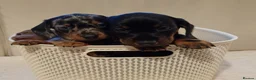 Miniature Dachshund dogs for sale: 💜 miniature dachshunds 💝 in Preston - Advert 8