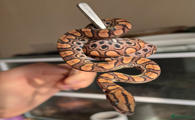 Boa Snake reptiles - Advert 7