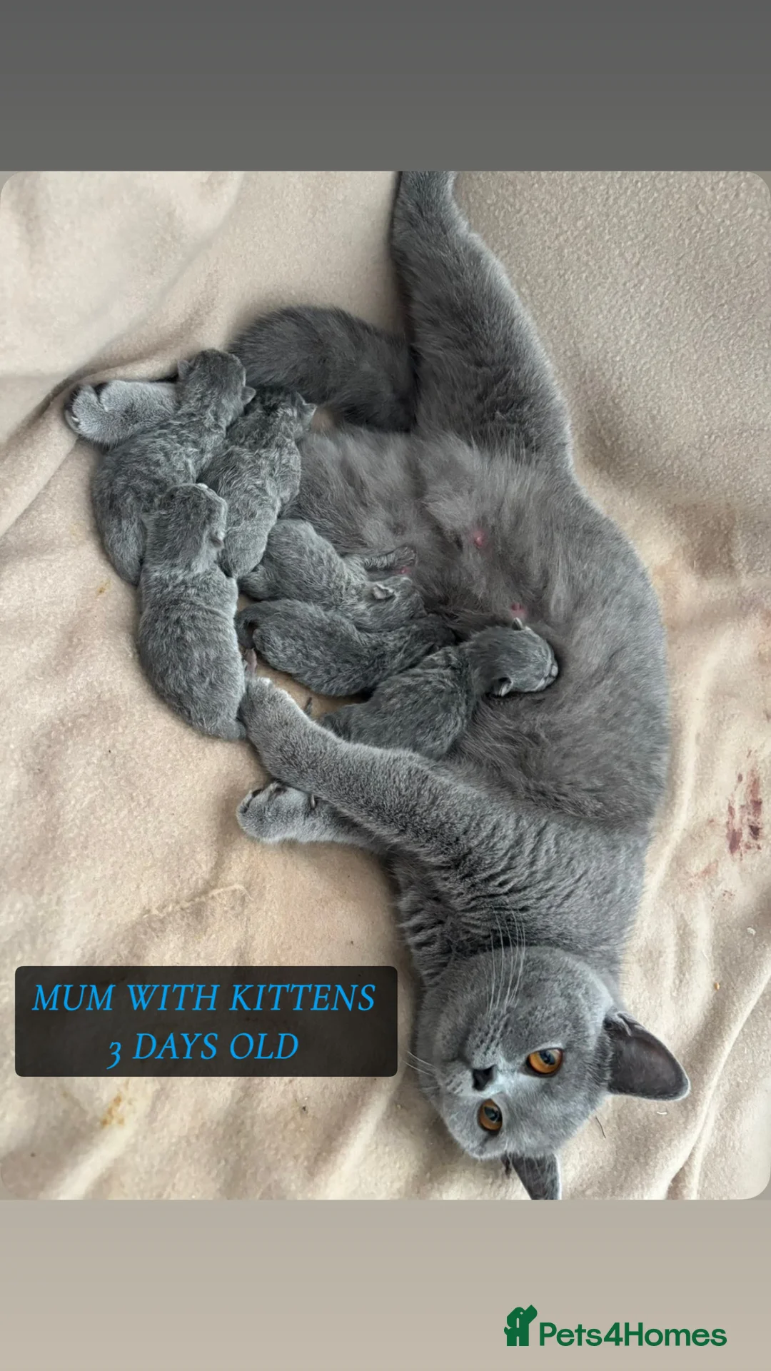 British Shorthair cats for sale: British shorthair kittens - Advert 2