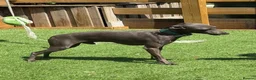Italian Greyhound dogs for stud: Spanish import KC Italian greyhound for stud - Advert 2