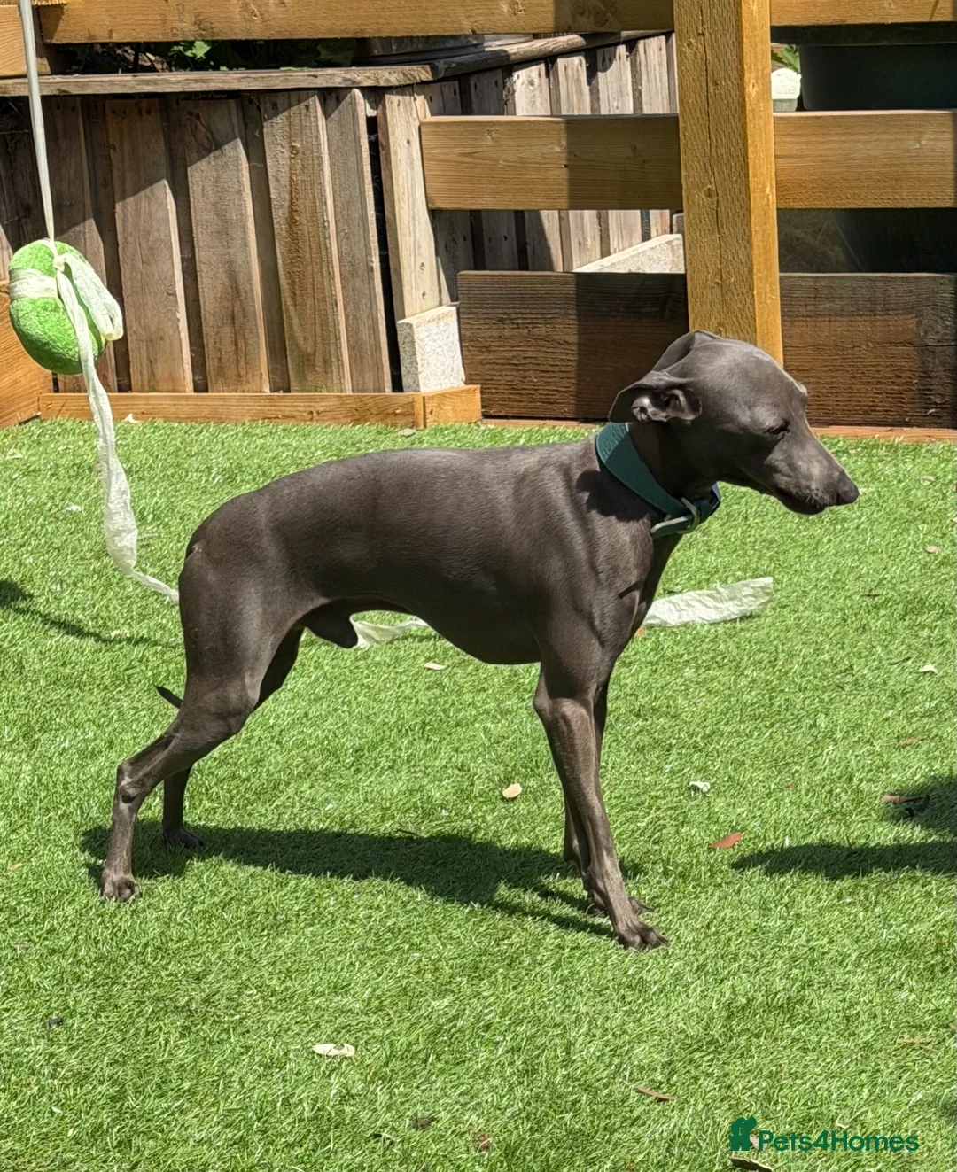 Italian Greyhound dogs for stud: Spanish import KC Italian greyhound for stud - Advert 2