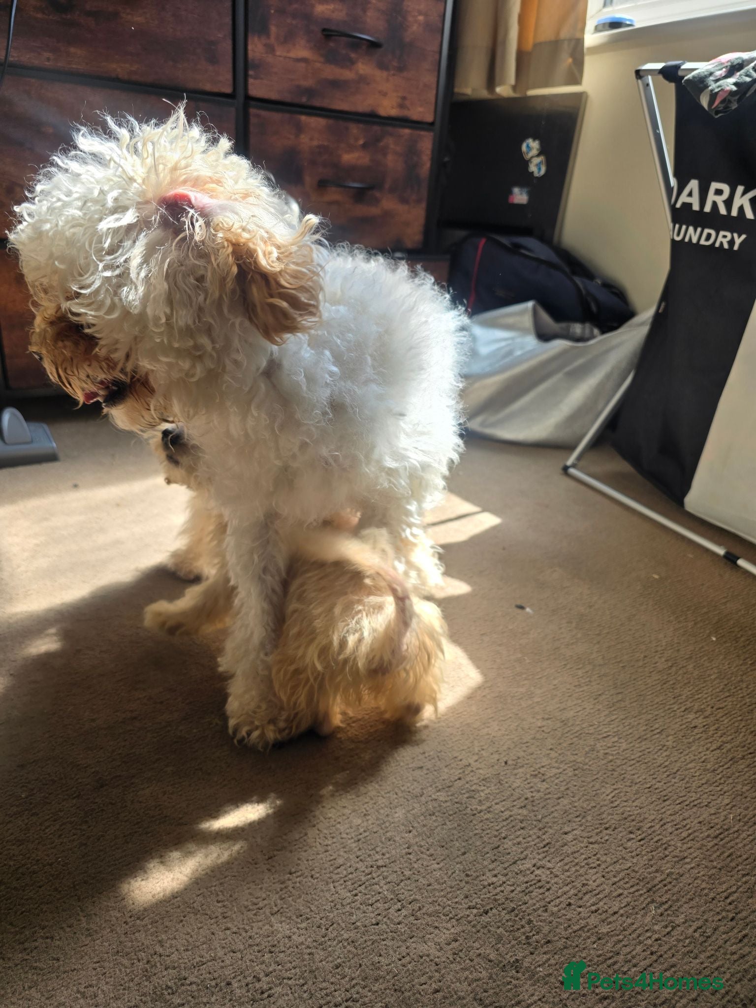 Cavapoo dogs Adorable Boy available  - Advert 1