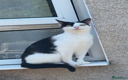 Mixed Breed cats for sale: hugo and bella - Image 7
