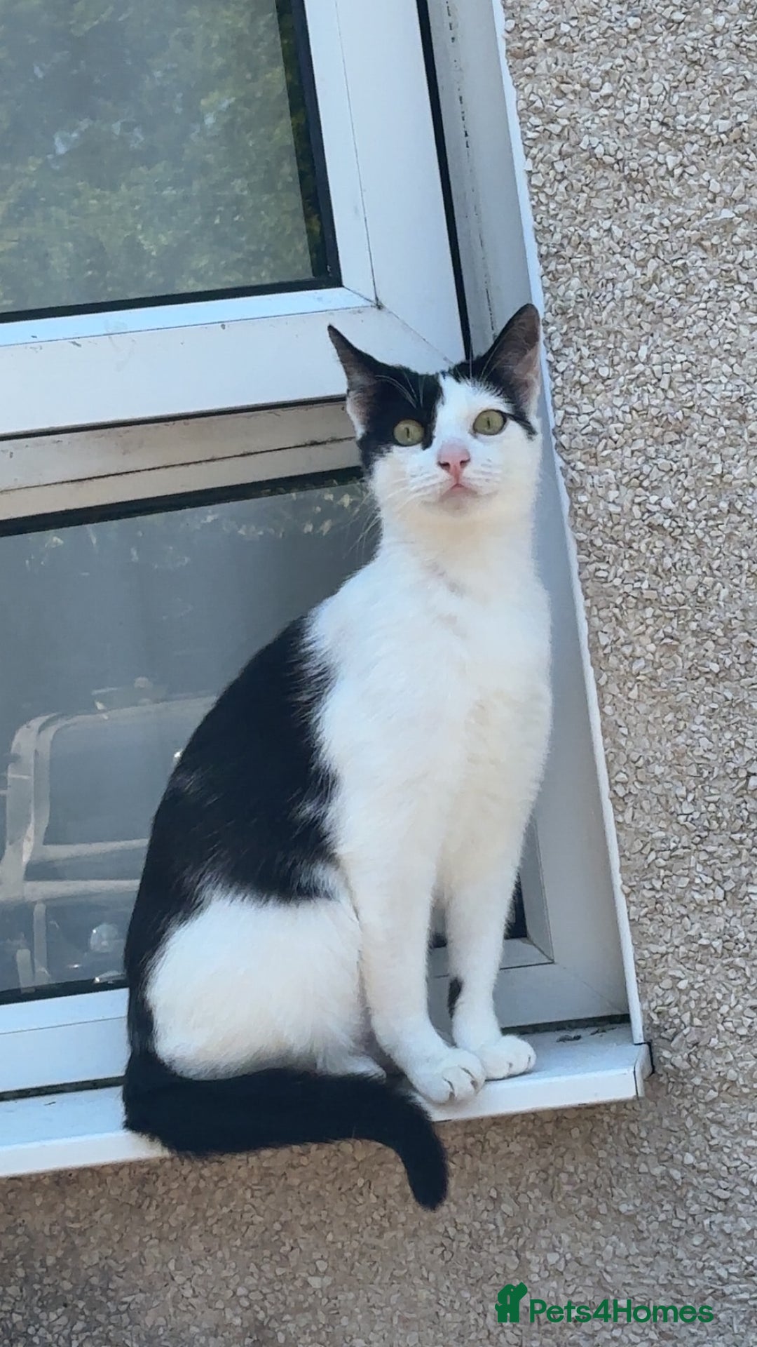 Mixed Breed cats for sale: hugo and bella - Image 7