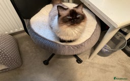 Ragdoll cats for sale: Female Ragdoll - Image 4