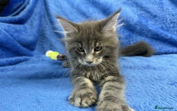 Maine Coon cats for sale: Kittens Maine Coon registered with Gccf  - Image 8
