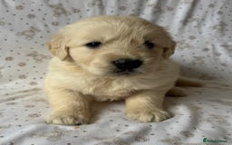 Golden Retriever dogs for sale: Golden Retriever Puppies 🐶🤍 - Image 10