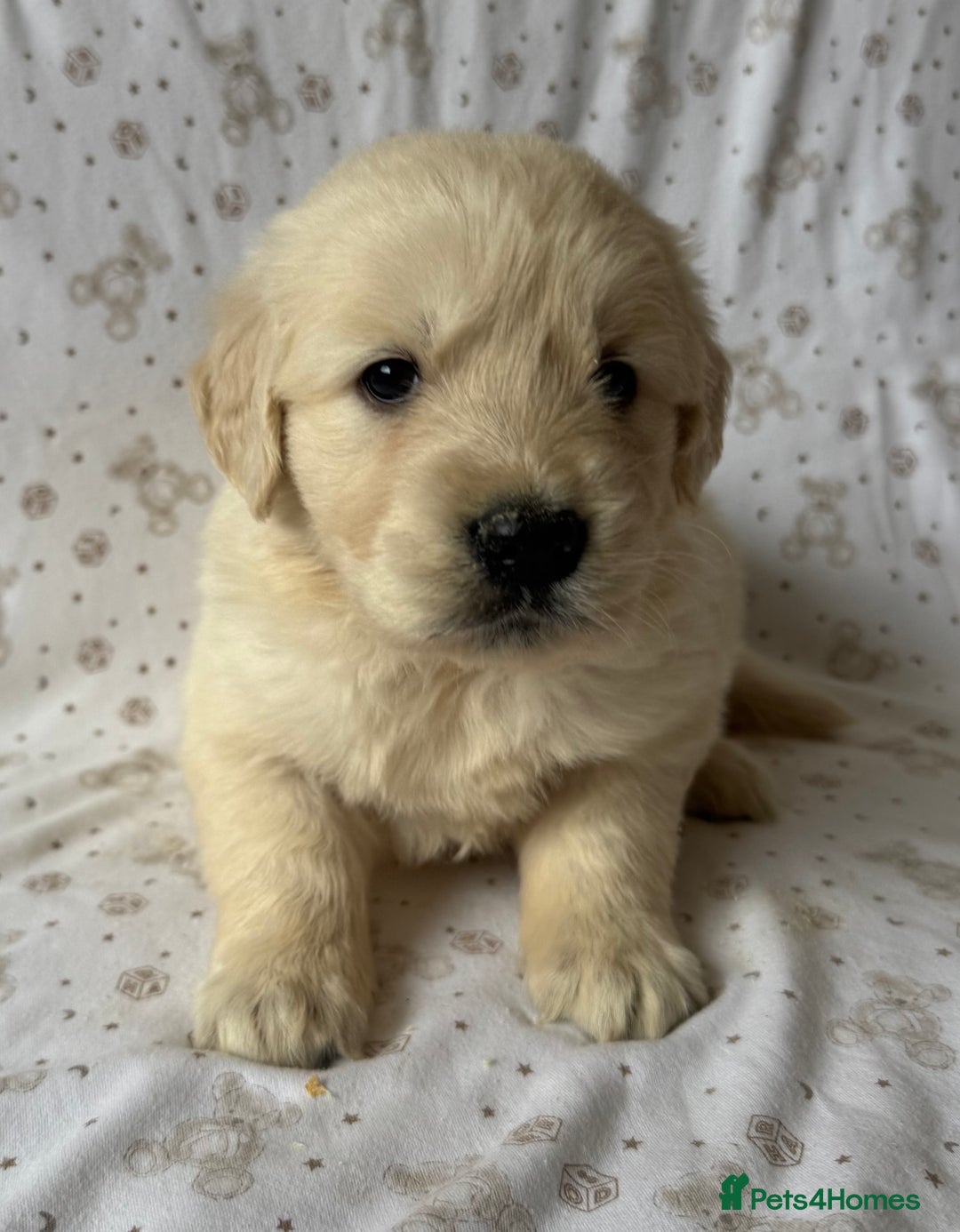 Golden Retriever dogs for sale: Golden Retriever Puppies 🐶🤍 - Image 10