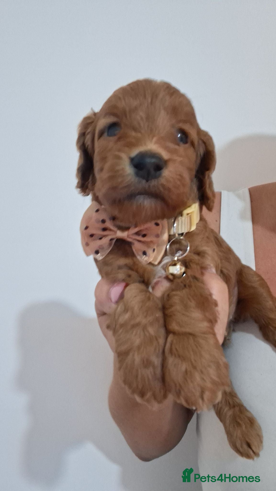 Cockapoo dogs Outstanding F1 Cockapoo pups 🐾 - Advert 1