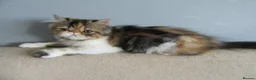 Persian cats for sale: Fantastic Female Persian kitten ready now - Advert 12