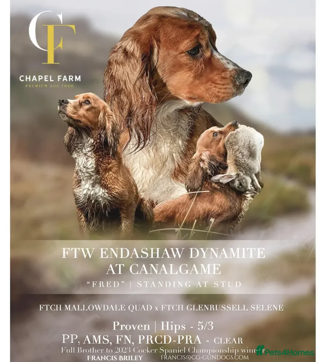 Cocker Spaniel dogs for sale: KC Reg – Fully Health Tested – Working Cocker Pups - Image 22