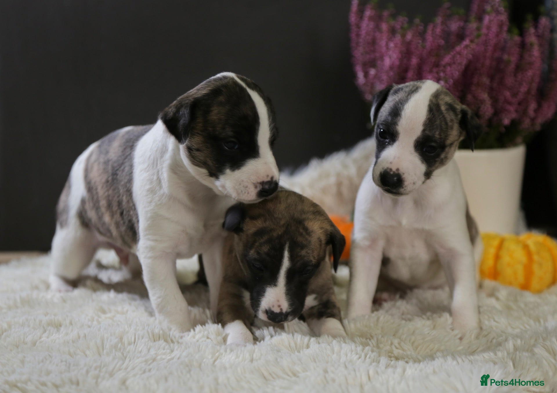 Whippet dogs Unique whippet brindle puppies - Advert 2