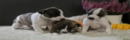 Whippet dogs for sale: Unique whippet brindle puppies in Derby - Advert 1