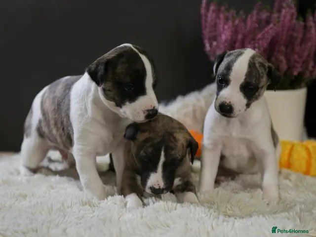 Whippet dogs for sale: Unique whippet brindle puppies - Advert 8