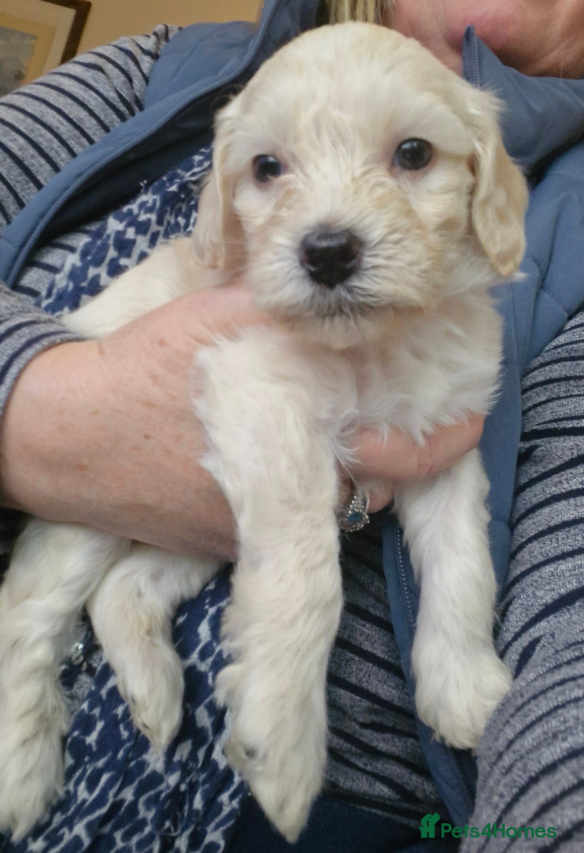 Mixed Breed dogs Cockerpoo/Schnoodle/Bischon Puppies  - Advert 1