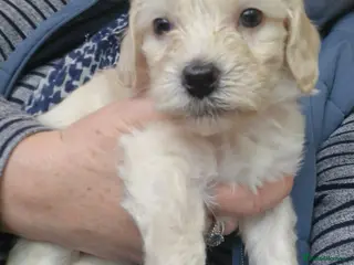 Mixed Breed dogs Cockerpoo/Schnoodle/Bischon Puppies - Advert 1