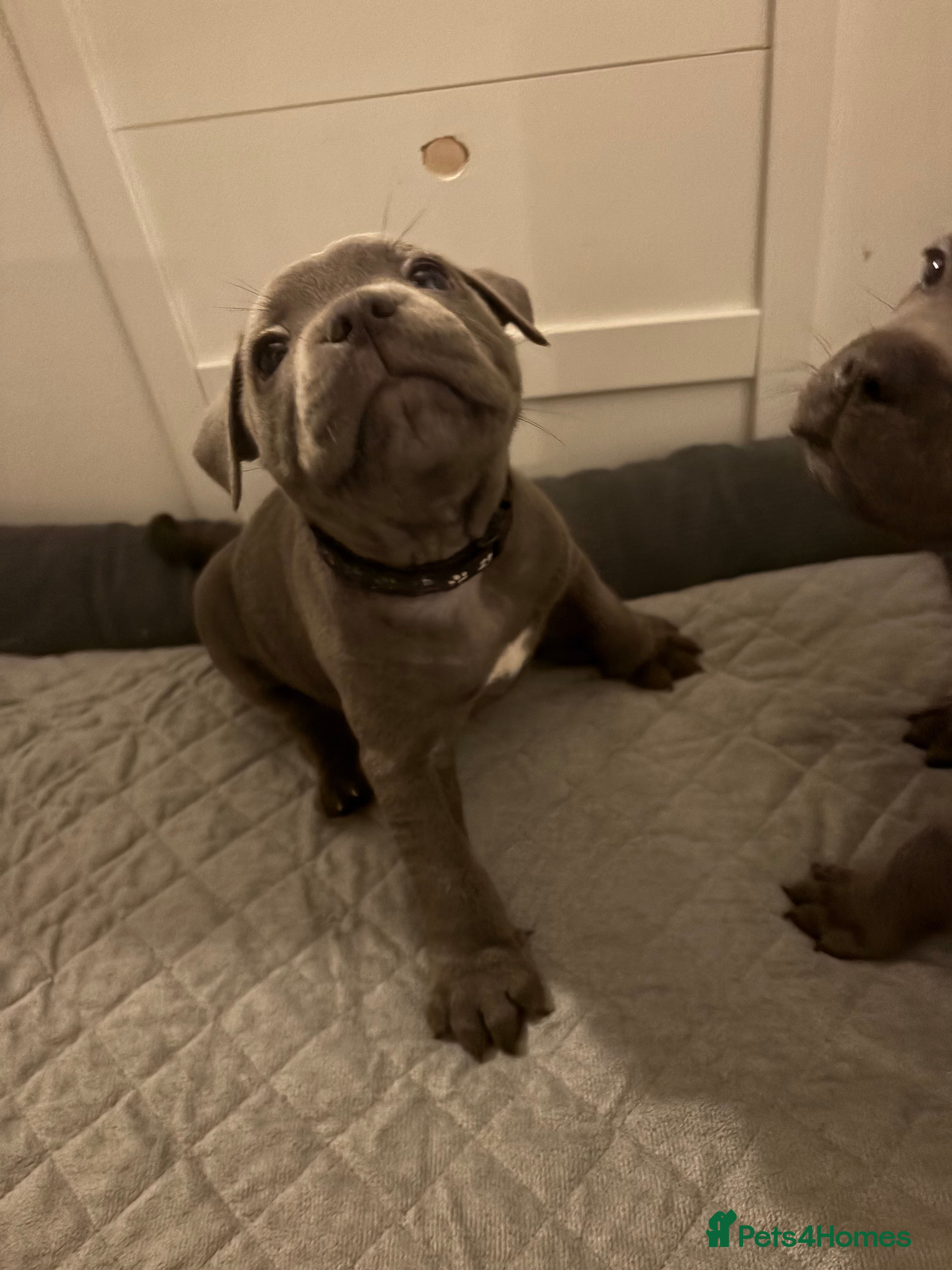 Staffordshire Bull Terrier dogs Top quality KC registered Blue staffy pups- 3 left - Advert 3