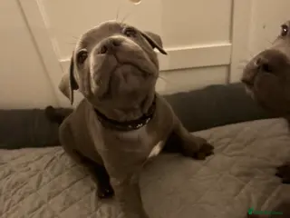 Staffordshire Bull Terrier dogs Top quality KC registered Blue staffy pups- 3 left - Advert 3