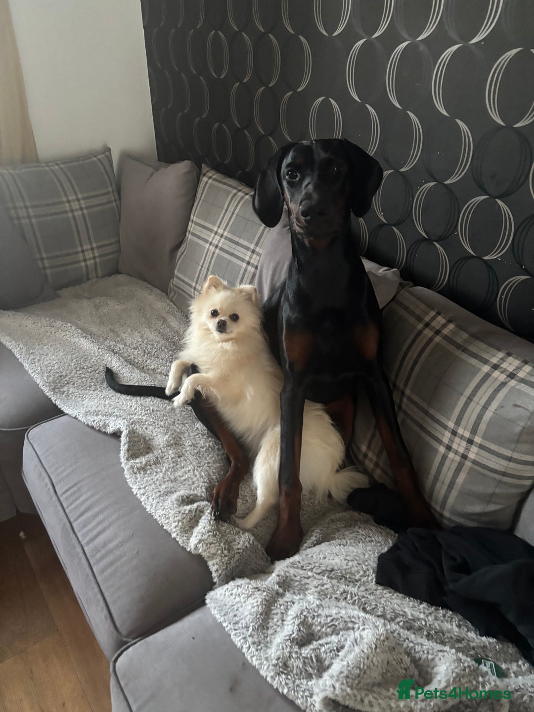 Dobermann dogs for sale: Free 11month old Doberman female - Advert 4