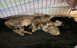 Savannah cats for sale: Stunning Savannah Kittens - Image 5