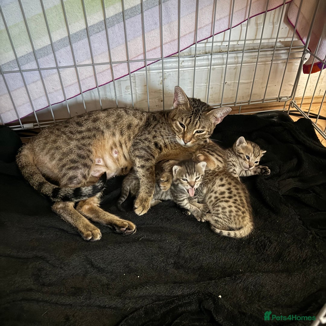 Savannah cats for sale: Stunning Savannah Kittens - Image 5