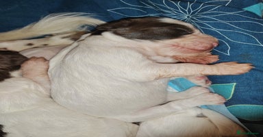 English Springer Spaniel dogs - Advert 1
