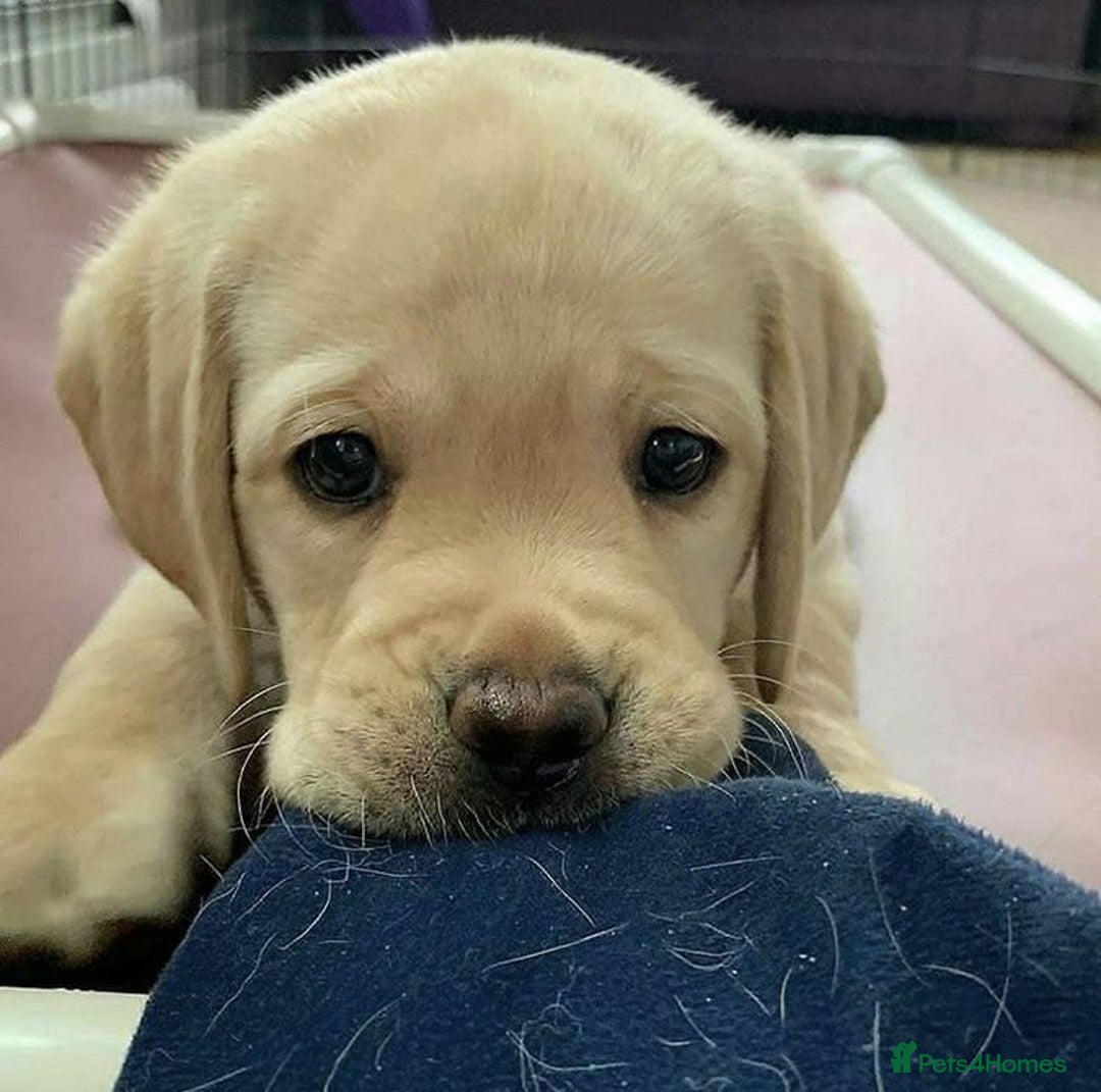 Labrador Retriever dogs for sale: Cute Labrador retriever puppies ready 4lv - Advert 5