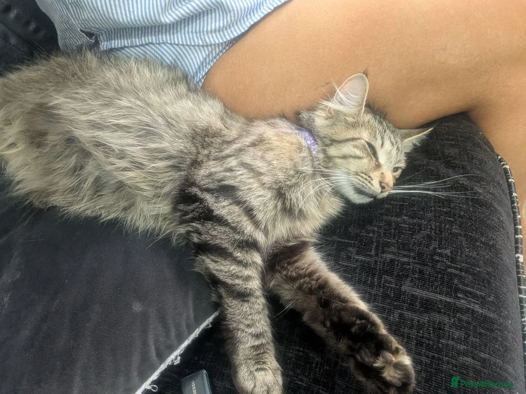 Mixed Breed cats for sale: Maine coon cross kittens  - Advert 2
