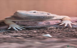 Bearded Dragon reptiles for sale: Full breeding setup  - Image 1