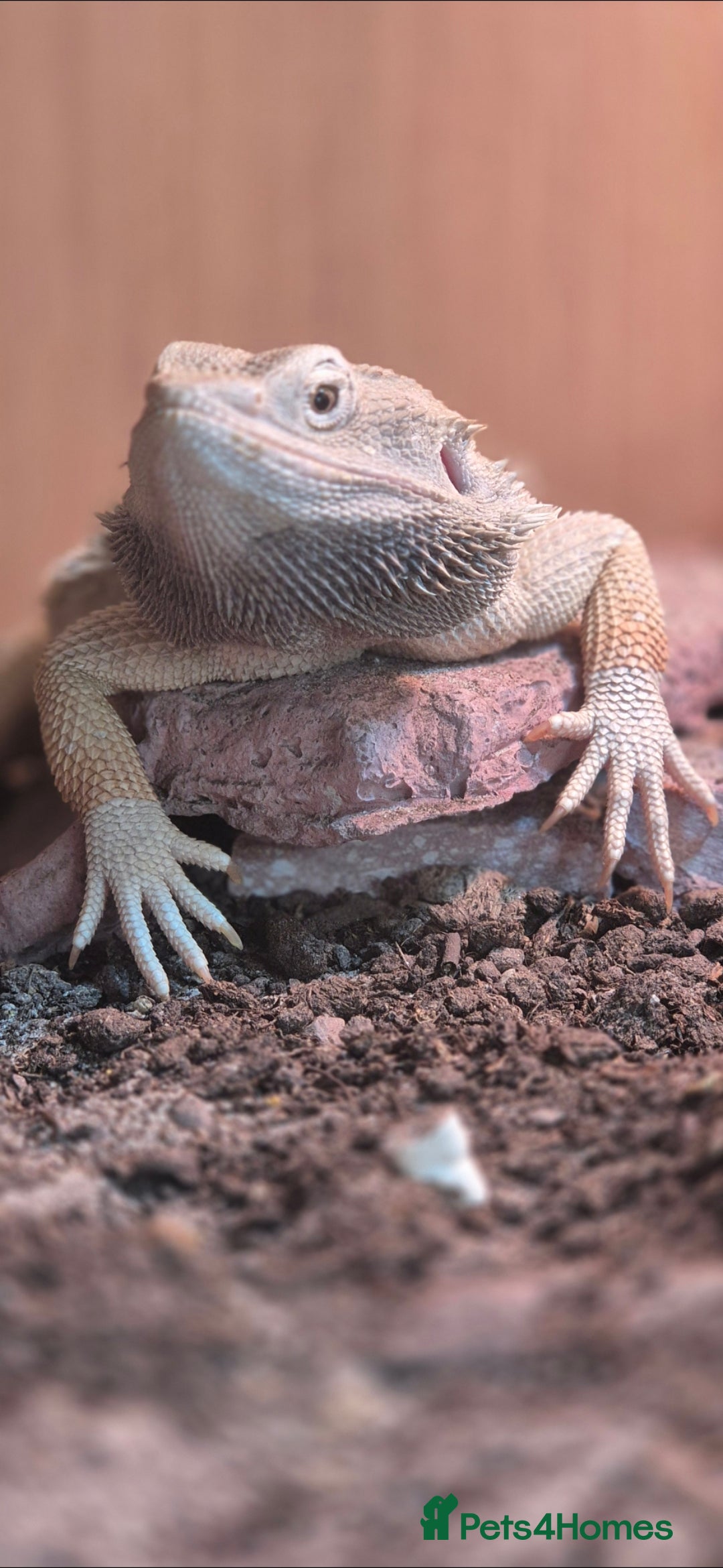 Bearded Dragon reptiles for sale: Full breeding setup  - Image 1