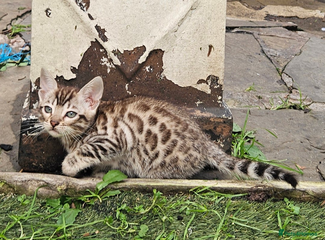 Bengal cats for sale: Bengal kittens  - Advert 8