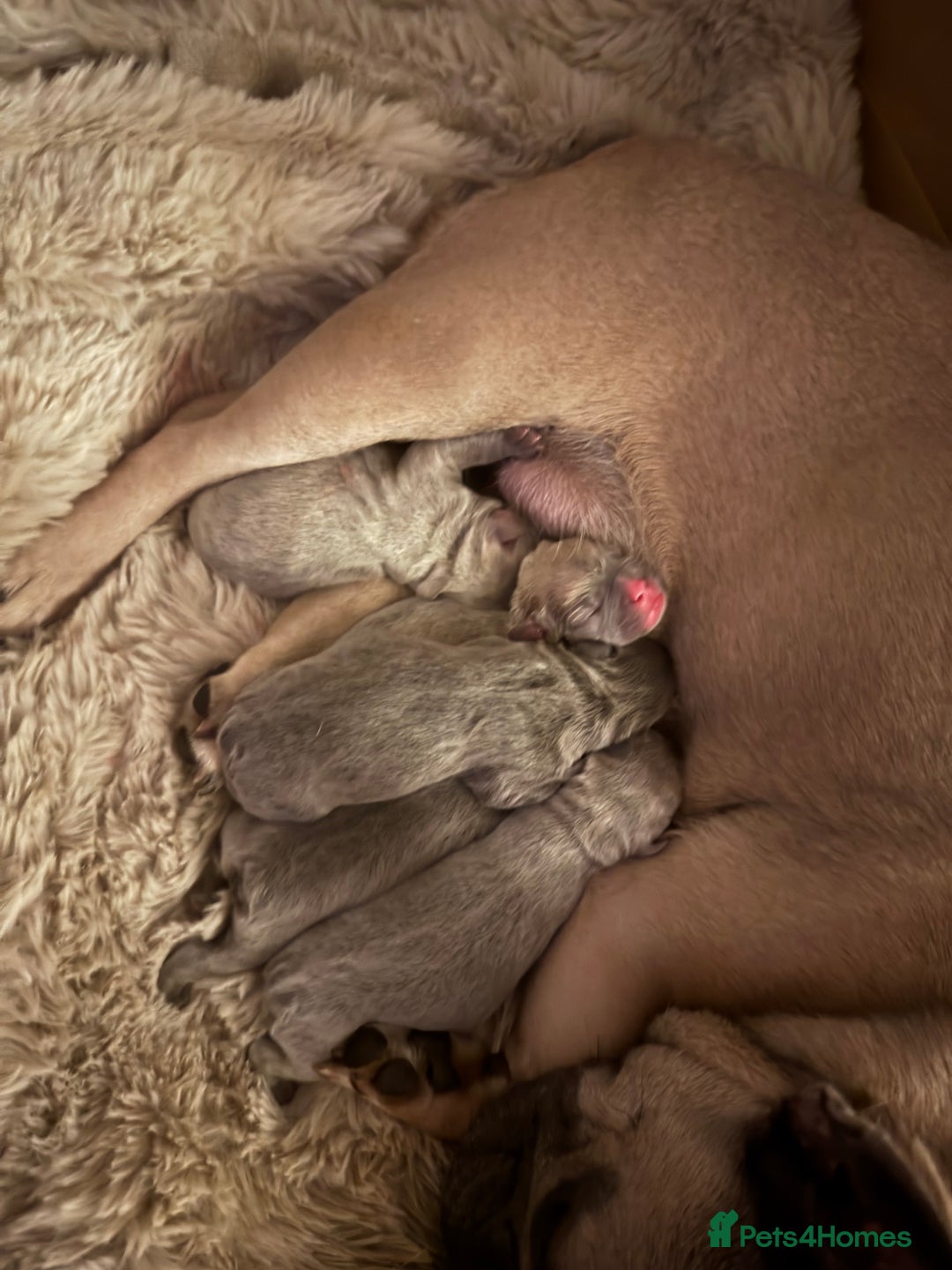 French Bulldog dogs for sale: LAST GIRL REMAINING - KC REG FRENCH BULLDOG PUP - Advert 7