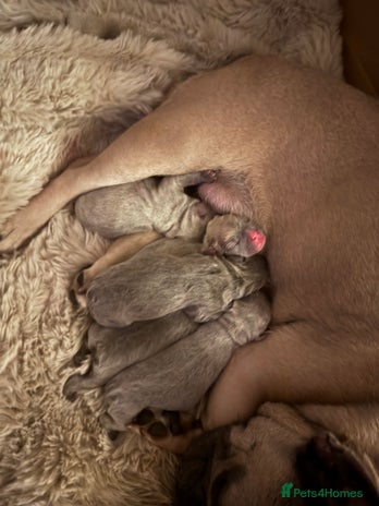 French Bulldog dogs - Advert 4