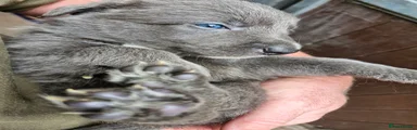 Border Collie 1