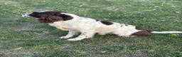 English Springer Spaniel dogs for stud: Zeb springer spaniel for stud - Advert 6