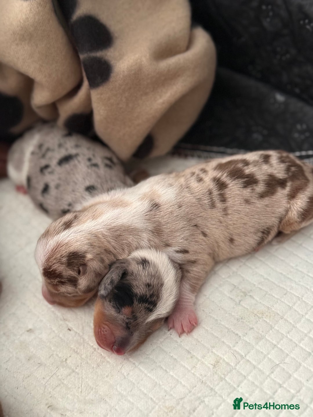 Miniature Dachshund dogs for sale: 🐾 5 Mini Dachshunds 4 dappled, 1 choc 🐾 - Advert 19