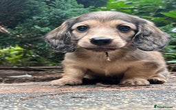 Miniature Dachshund dogs for sale: Highest quality champion line cream long haired  - Image 3