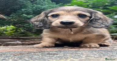 Miniature Dachshund dogs - Advert 3
