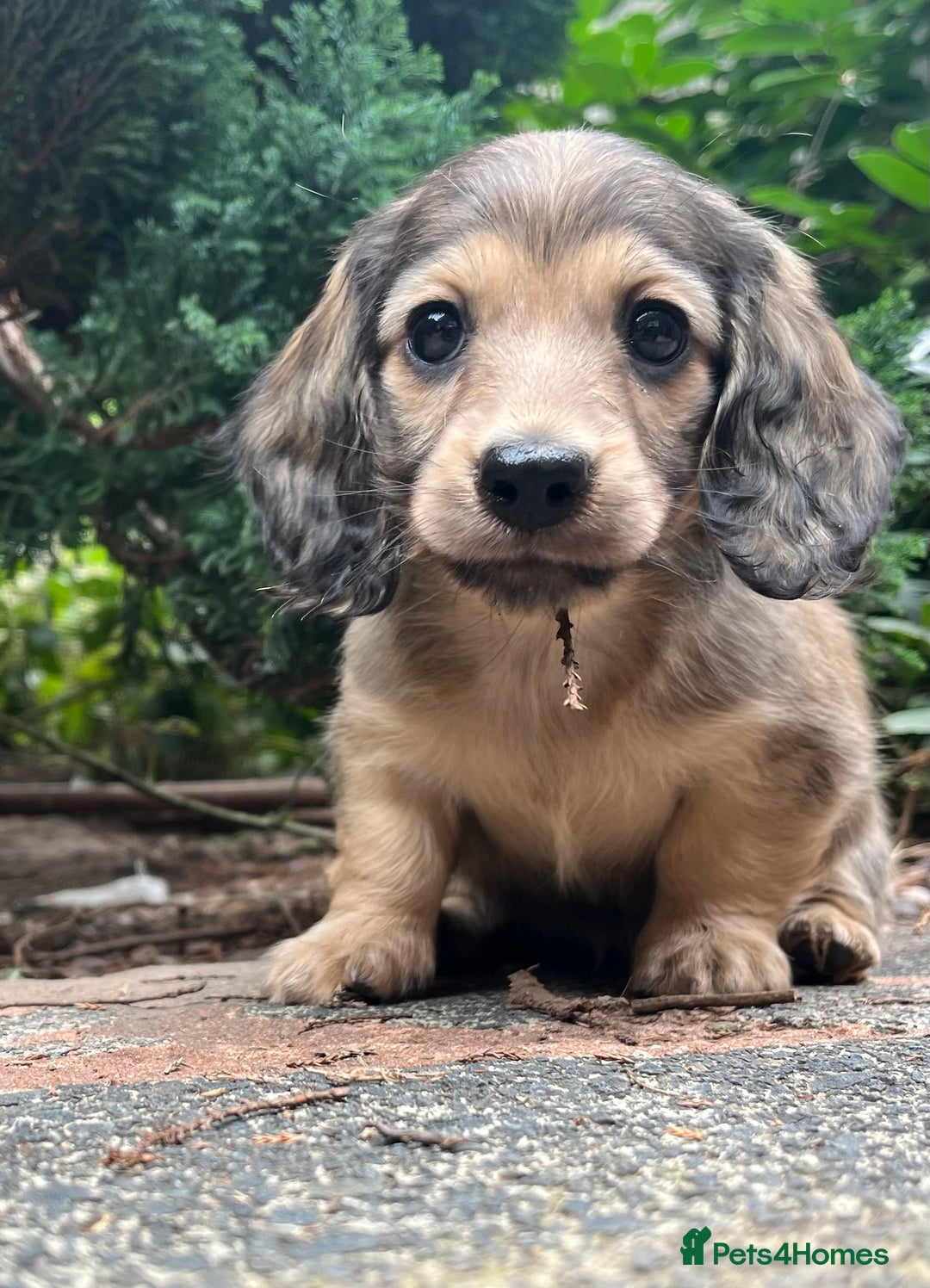 Miniature Dachshund dogs for sale: Highest quality champion line cream long haired  - Image 3