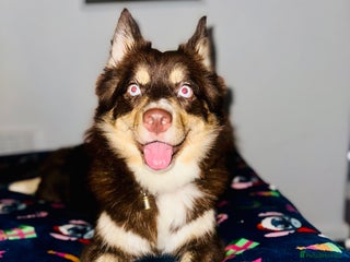 Pomsky dogs Family-Raised Pomsky Pups - Advert 2