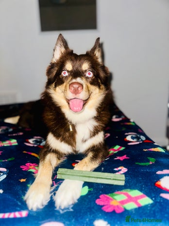 Pomsky dogs Family-Raised Pomsky Pups - Advert 1