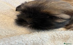 Shih Tzu dogs for sale: Shih Tzu Puppies Litter of 3 - Image 8