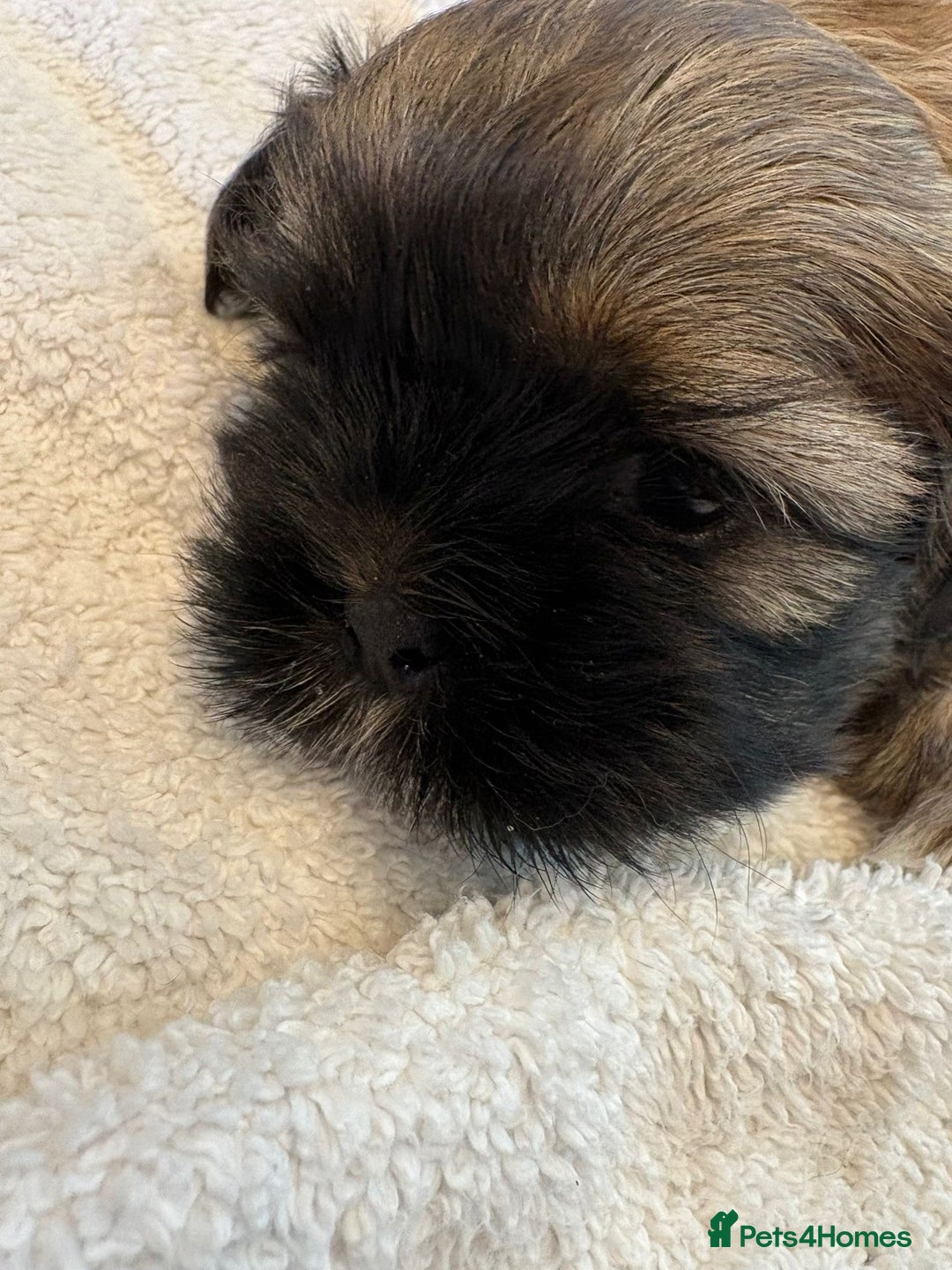 Shih Tzu dogs for sale: Shih Tzu Puppies Litter of 3 - Image 8