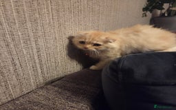 Scottish Fold cats for sale: !1 LEFT! BEAUTIFUL SCOTTISH FOLDS FOR SALE - Image 21