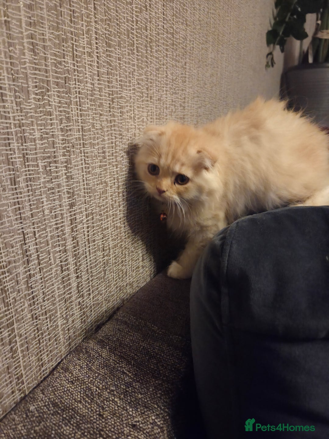 Scottish Fold cats for sale: !1 LEFT! BEAUTIFUL SCOTTISH FOLDS FOR SALE - Image 21