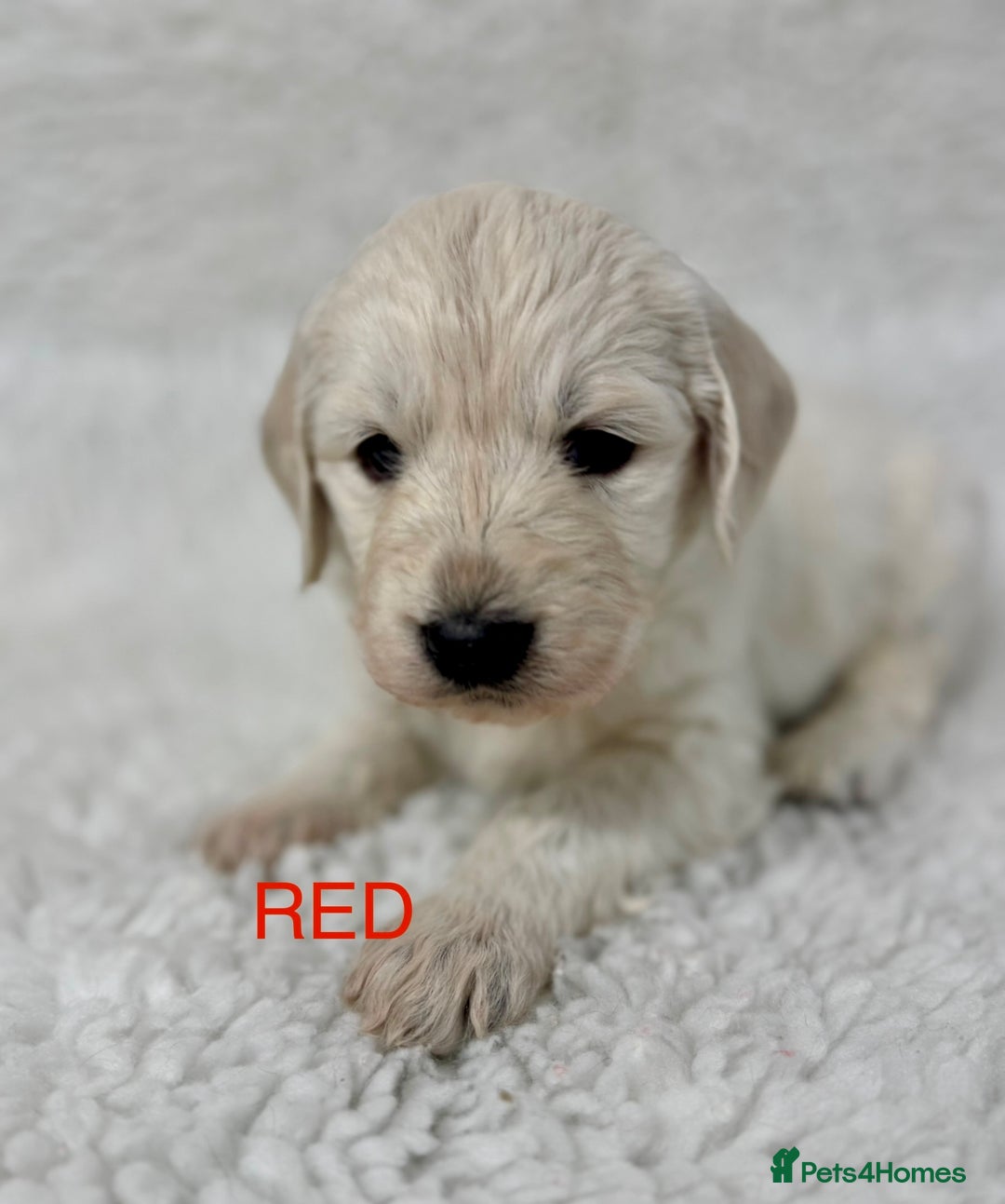 Goldendoodle dogs for sale: 💛F1 Castlecorrie Goldendoodle💛 - Advert 6