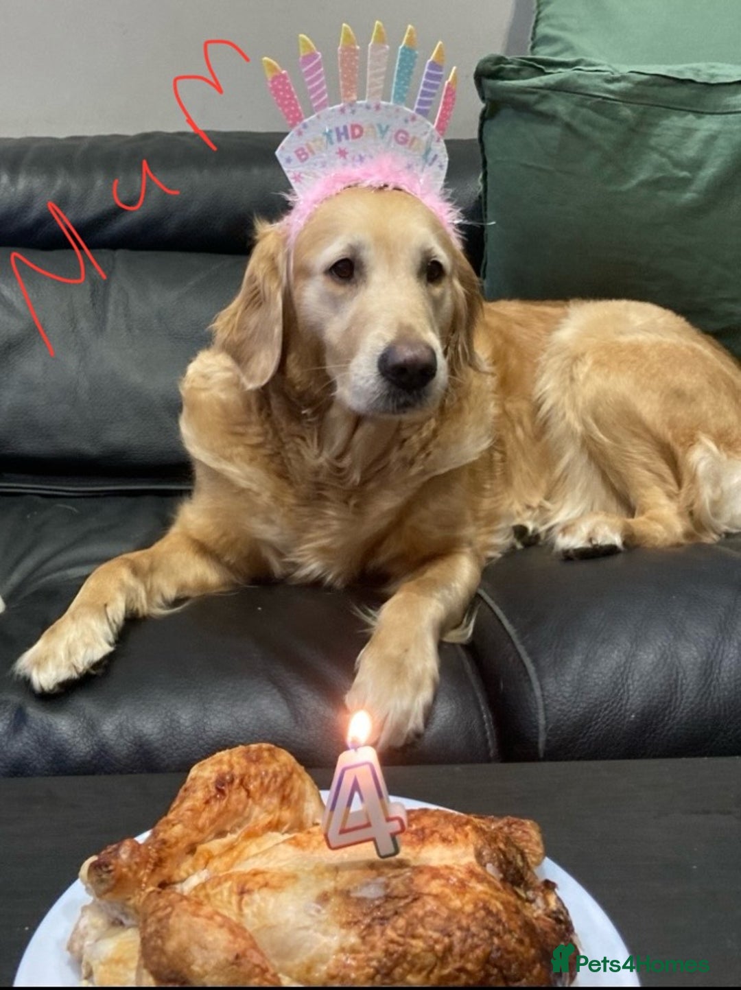 Golden Retriever dogs for sale: KC Registered Golden Retriever Puppies  - Advert 10